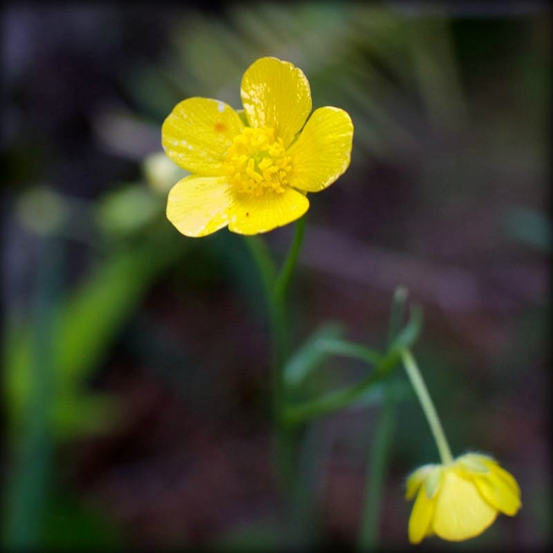Robustez de los números de órganos florales.