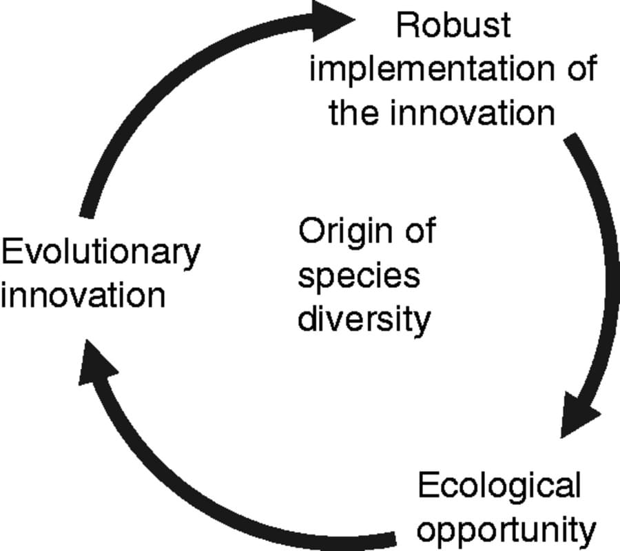 Proposed scenario as to how the interplay between evolutionary innovations, developmental robustness and ecological opportunities contributes to the origin of species diversity