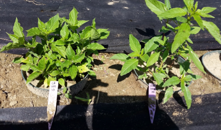 Fleur de paille japonaise (Achyranthes japonica) et amarante Palmer (Amaranthus palmeri) à la même densité dans l'expérience contrôlée sur le terrain menée à la Southern Illinois University. Crédit photo : Lauren Schwartz.