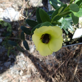 Las mariposas visitan con mayor frecuencia, pero las abejas son mejores polinizadores: la importancia de las dimensiones del aparato bucal en la eliminación y depósito efectivos del polen