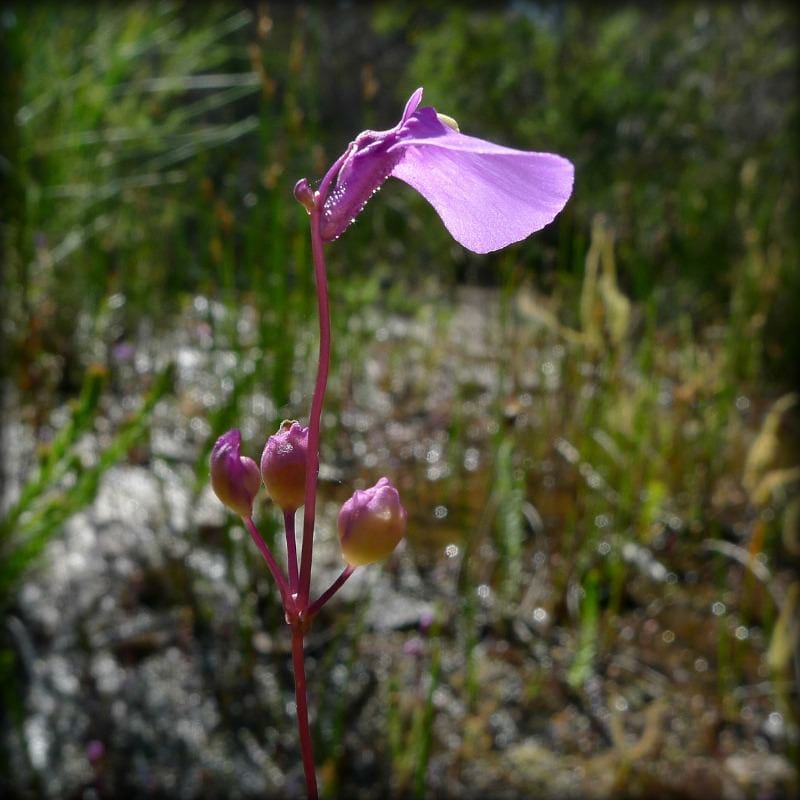 Evolution of unusual morphologies in Lentibulariaceae and Podostemaceae
