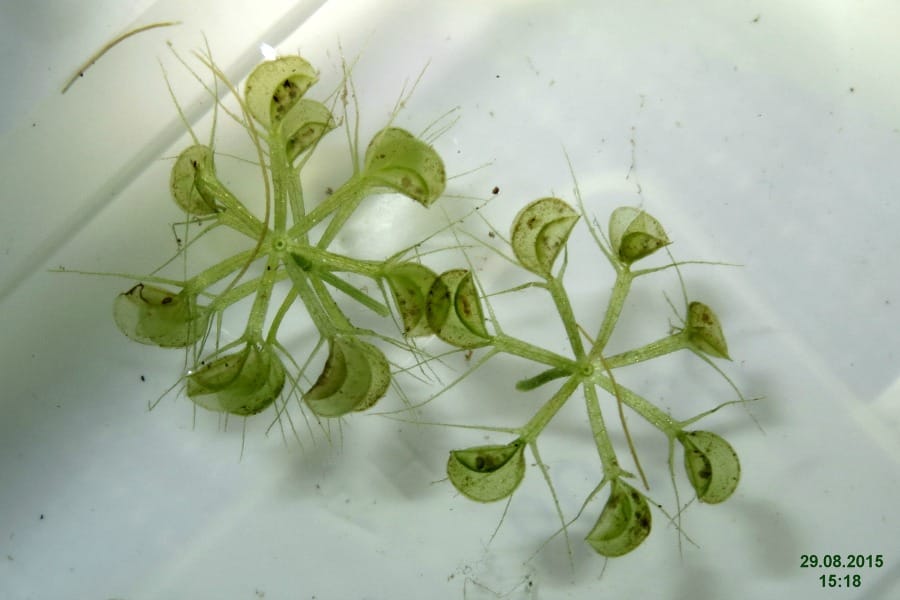 Croissance polaire et développement des plantes aquatiques carnivores
