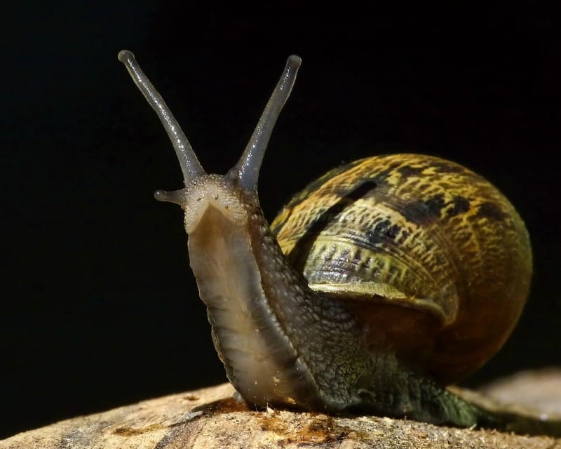 Something in the air? Volatiles influence mollusc attack on seedlings