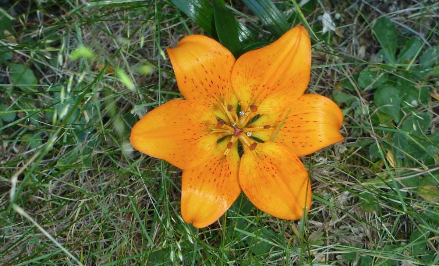 Orchid