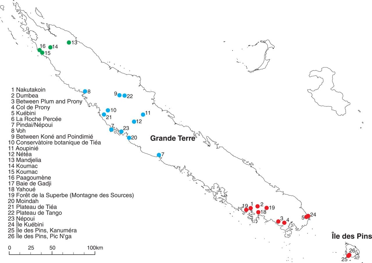 Whole plastid genomes and nrDNA of Diospyros species from New Caledonia