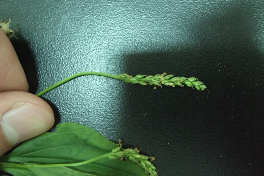 Competition effects on plastic and genotypic responses to [CO2]