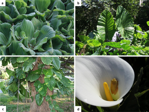 Invasive Araceae. a) Pistia stratiotes, b) Alocasia macrorrhizos, c) Epipremnum aureum and d) Zantedeschia aethiopica. Photographs: Menzi Nxumalo (a), Desika Moodley (b & c) and Şerban Procheş (d).