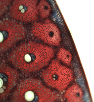 Biomecánica y morfología funcional de una monocotiledónea trepadora