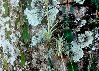 Two individuals of Tillansia loliacea growing in the trunk of Pseudobombax tomentosum, a deciduous tree with reticulated trunk. (Photo credit: Davi Rodrigo Rossatto)