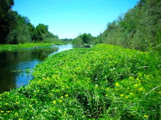 Réponses caractéristiques des congénères de macrophytes aquatiques envahissants&nbsp;: les diploïdes colonisateurs surpassent la polyploïdie