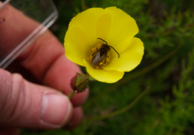 Atráigalos de todos modos: los beneficios de las flores grandes y llamativas en una especie de planta carnívora altamente autógama