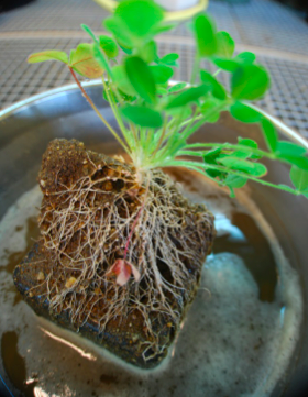 No hay diferencia en la capacidad competitiva de las procedencias de Trifolium introducidas y nativas cuando se cultivan con biota del suelo de sus rangos introducidos y nativos