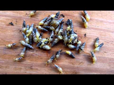 Les escargots comme … pollinisateurs (!?)