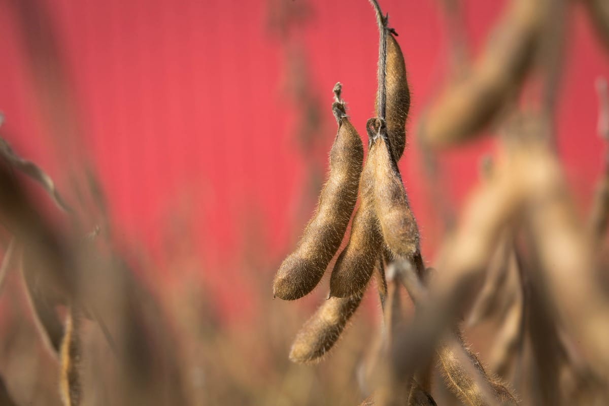 Close-up of High Oleic Soybean Pods