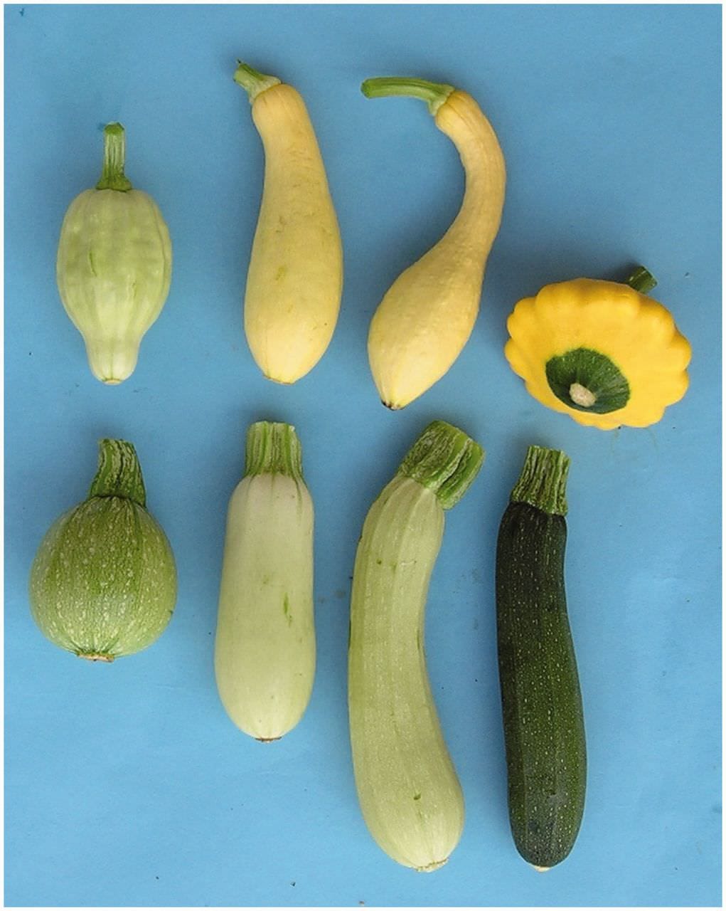 Histoire de la courgette