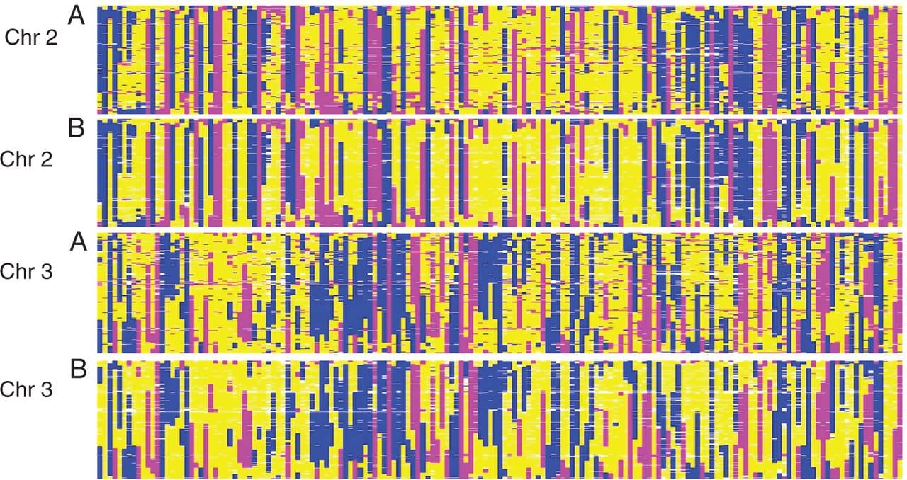 A genetic linkage map of perennial ryegrass (Lolium perenne) based on GBS