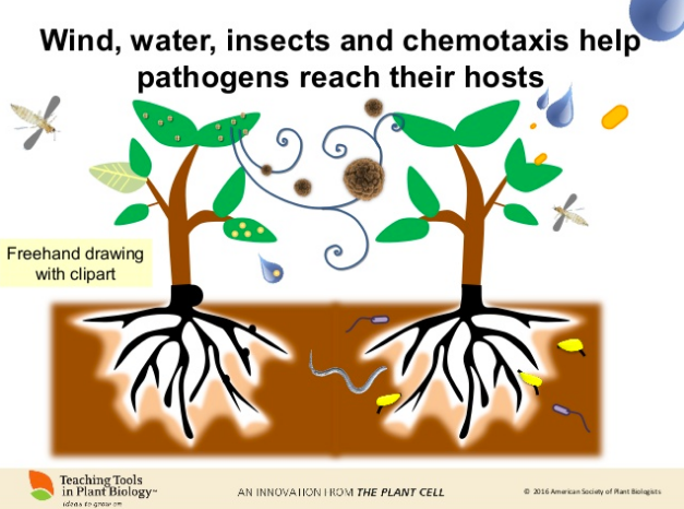 Mary Williams creó este diagrama en PowerPoint, utilizando la herramienta de dibujo a mano alzada (American Society for Plant Biologists, 2016). 