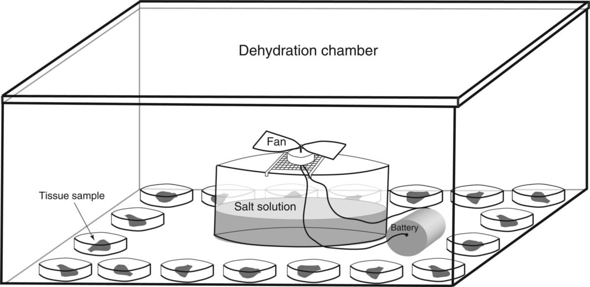 Sex differences and plasticity in dehydration tolerance