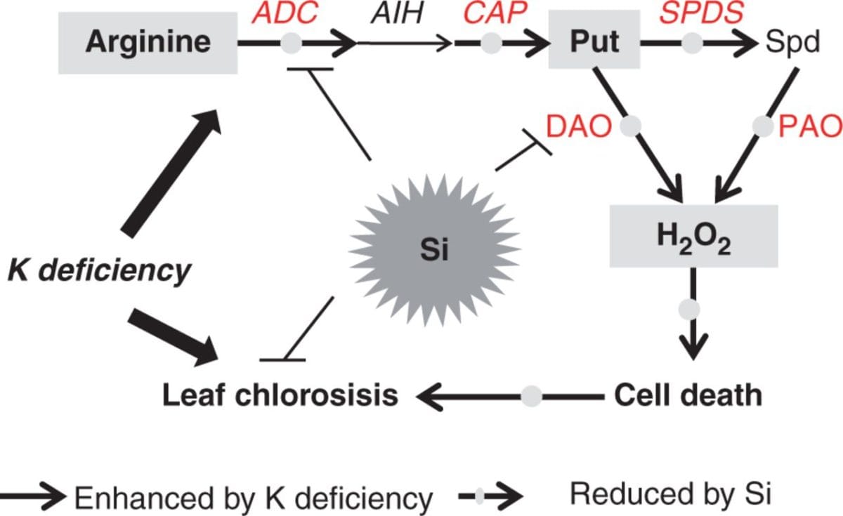 A model depicting how Si is involved in alleviating K deficiency by reducing the excessive accumulation of putrescine.