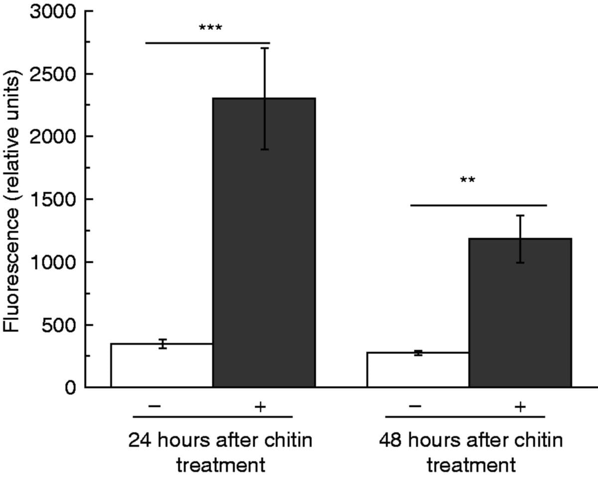 Prey-induced responses in carnivorous Nepenthes
