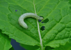 Mayor resistencia a un herbívoro generalista en una planta no halófila estresada por la salinidad