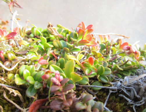 Une fonte des neiges et un réchauffement plus précoces entraînent une croissance des plantes plus précoce, mais pas nécessairement plus importante