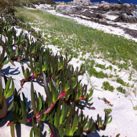 This picture shows the invasion of Carpobrotus clones in a coastal sand dune.