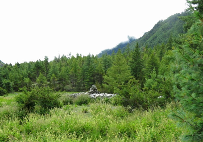 Compromis entre différentes stratégies de défense anti-herbivore le long du gradient altitudinal