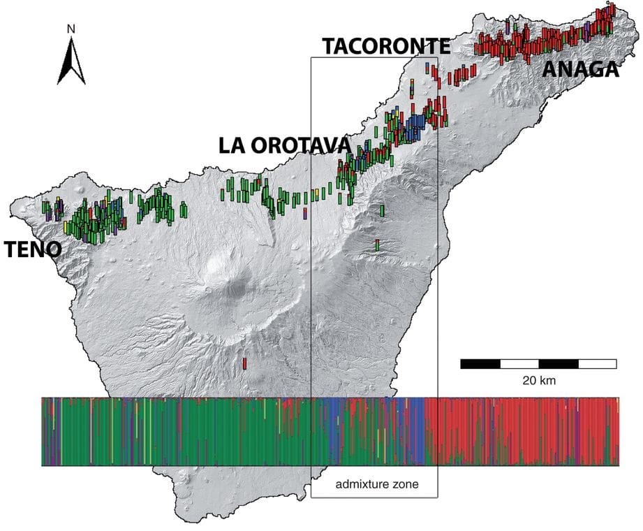 Phylogeographic insights into the enigmatic Laurel tree and an endemic gentian from the Canary Islands
