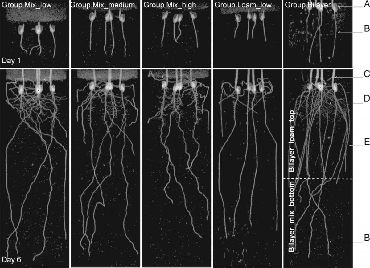 Maize root growth responses to penetration of a bilayered soil