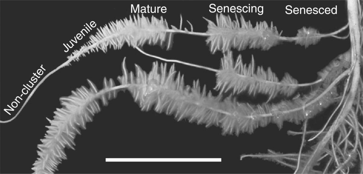 Representative image of normal and cluster roots in hydroponically cultivated Pi-deficient white lupin plants.
