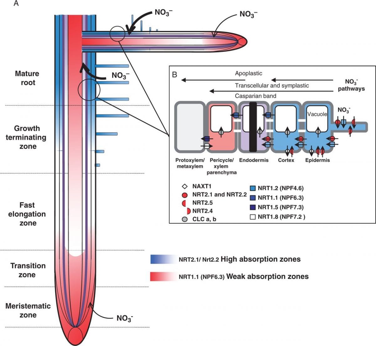 Aminotransferases provide the signals for root growth