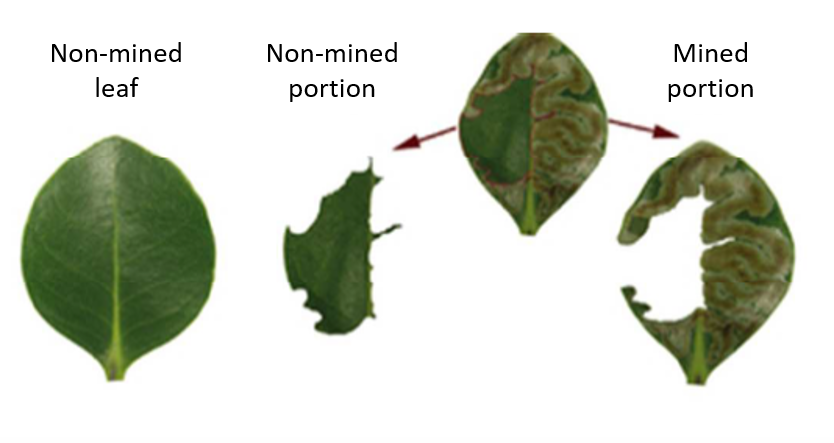 ¿Una política de hoja quemada? Un árbol de mangle utiliza el estrés oxidativo contra una plaga de insectos