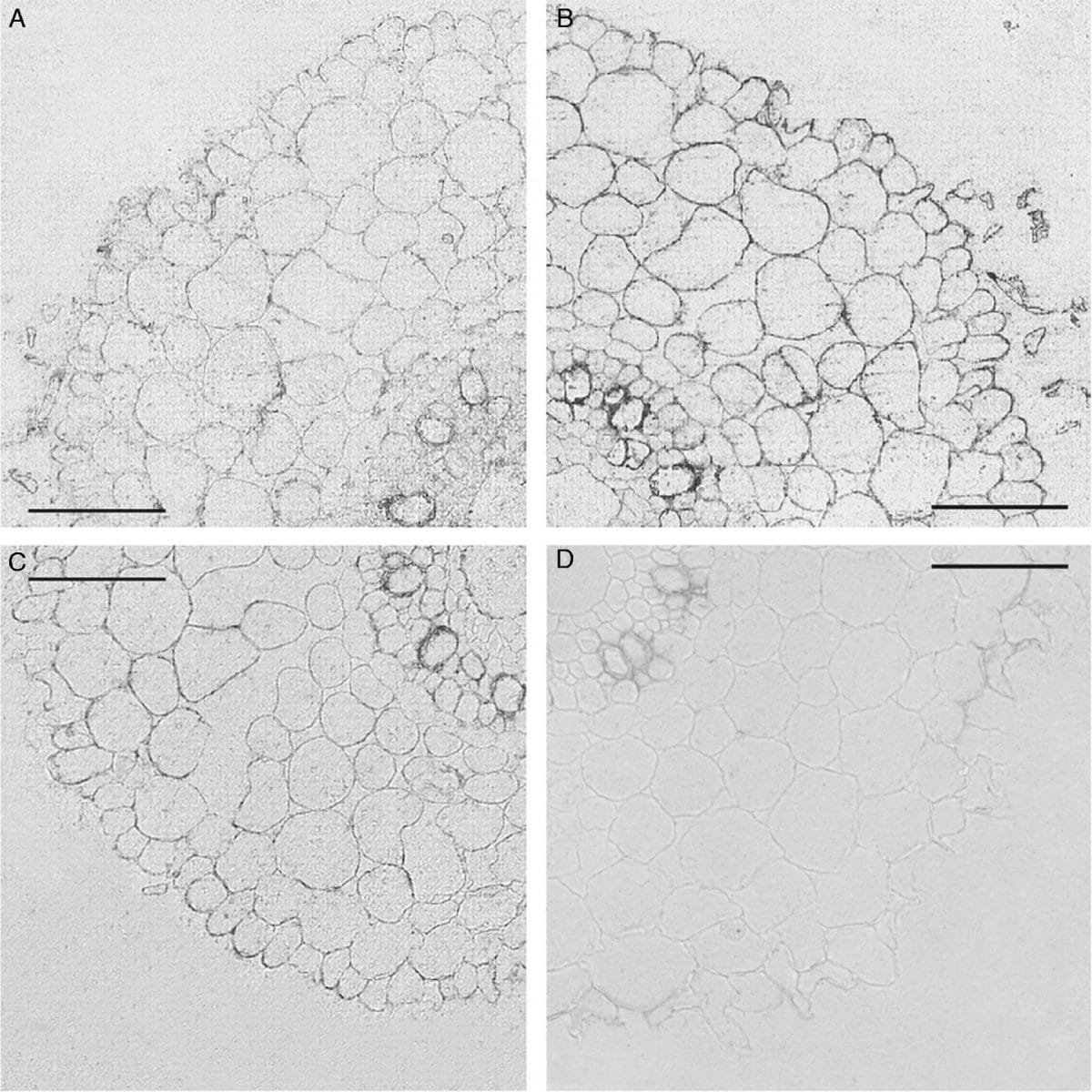 Immunolocalization of AQPs in roots