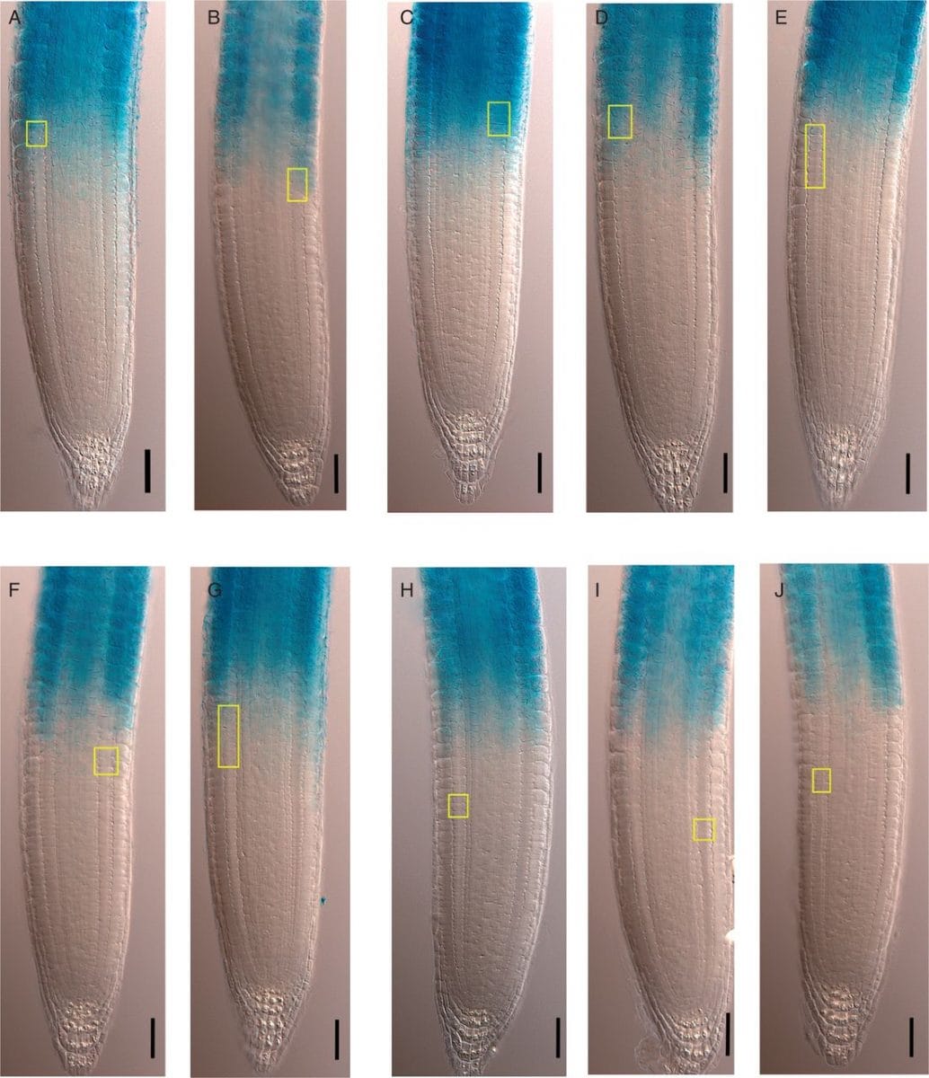 Determination of the PD/TD boundary in the CCS52A1:GUS line using the MSC approach