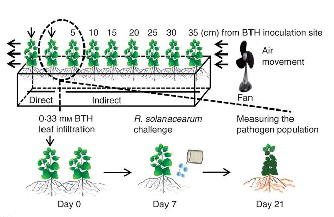 Root-mediated transmission of systemic acquired resistance