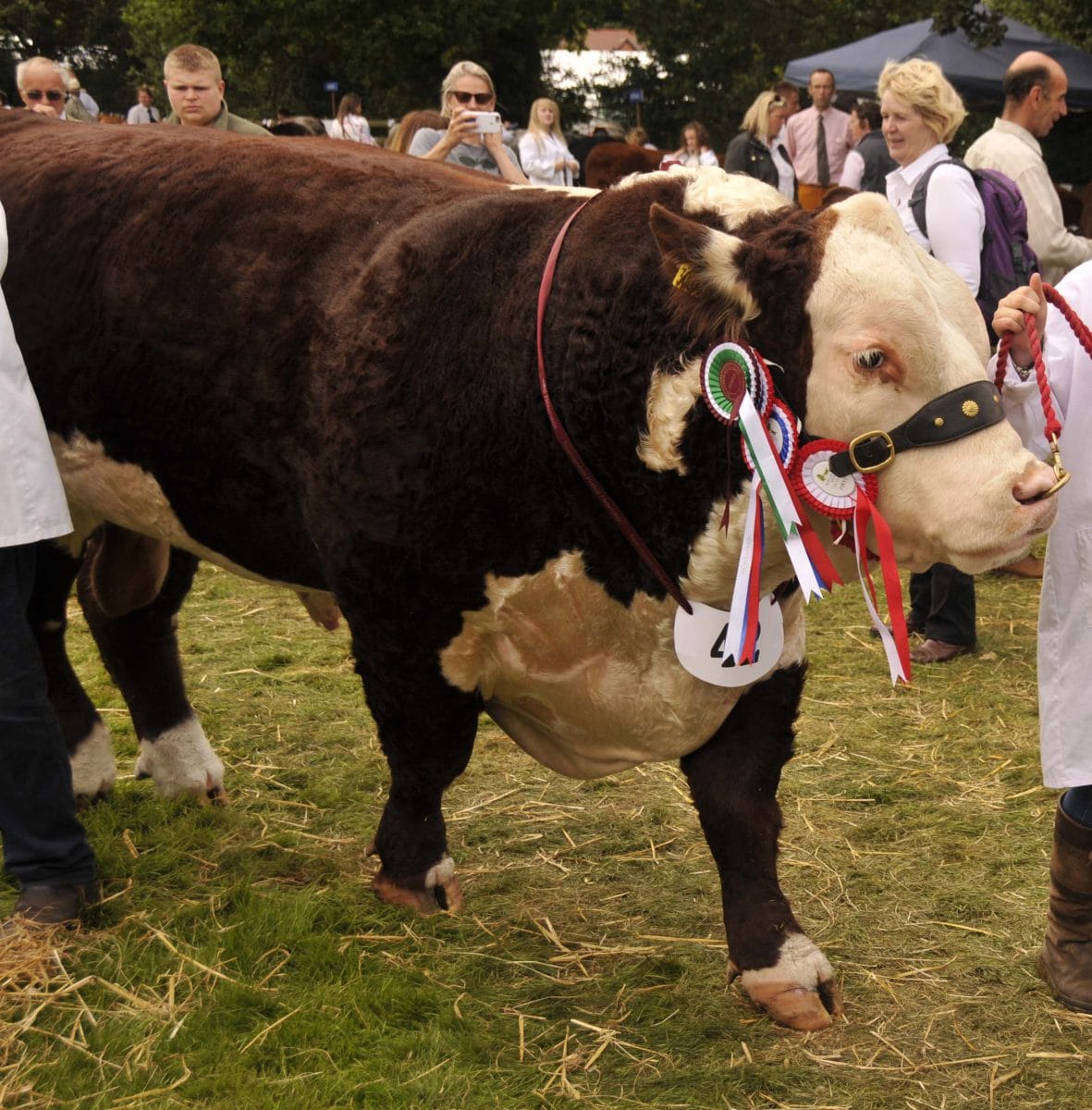 Hereford Bull, Normanton 1 Laertes, de Ashby-de-la-Zouch en Leicestershire. Nació de la transferencia de embriones y fue Campeón Supremo en Burwarton Show en 2016.