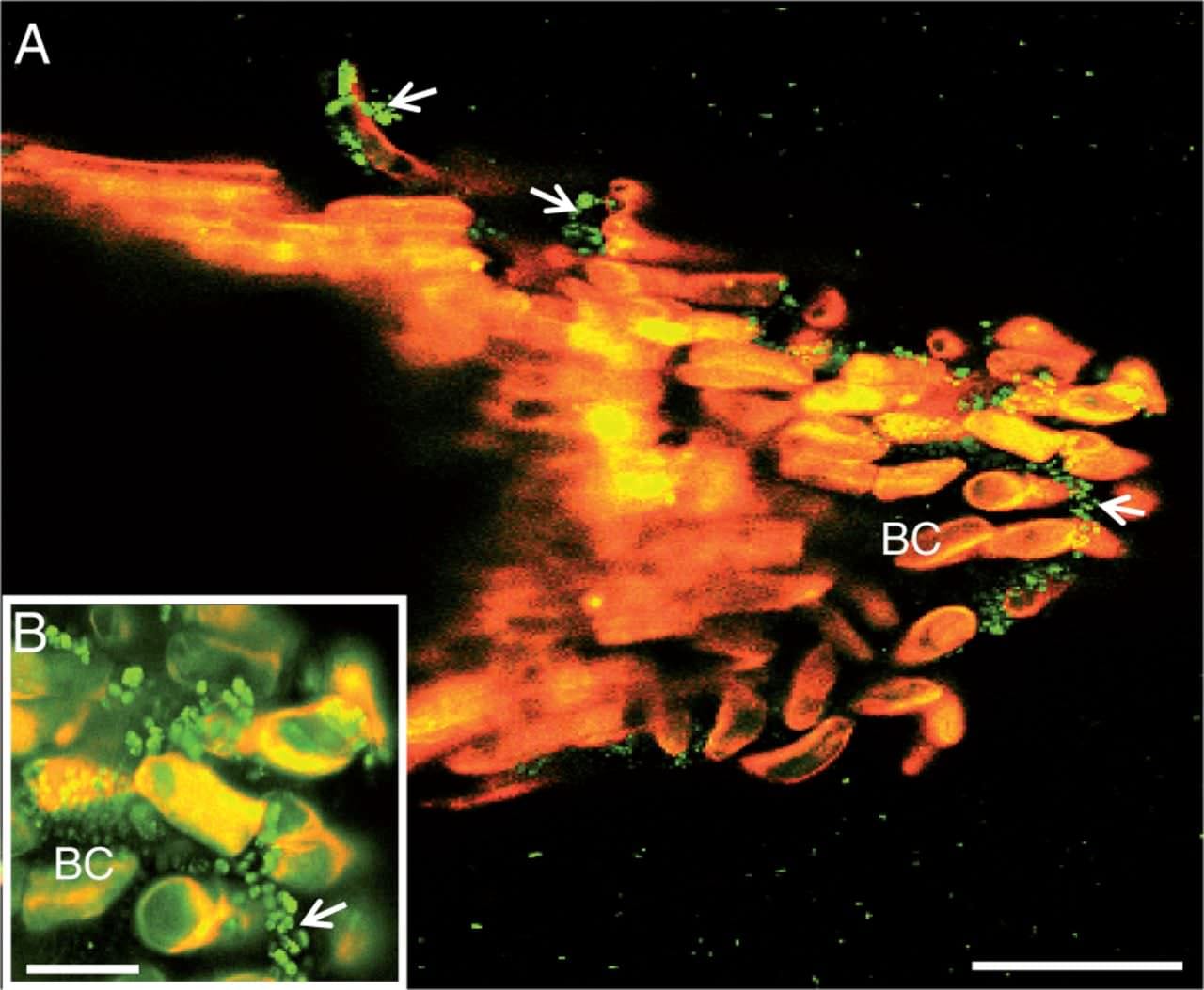 Galactose-containing enriched root exudates of potato interfere with the growth of Pectobacterium atrosepticum
