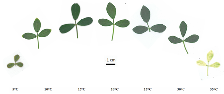 Variación intraespecífica en la aclimatación térmica de la fotosíntesis en un rango de temperaturas en un cultivo perenne