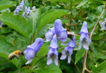 Réponses de butinage des bourdons aux parcelles florales sans récompense&nbsp;: importance de la variance intra-plante dans la présentation du nectar