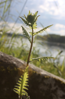 Combiner les approches d'incidence et de modélisation démographique pour évaluer les paramètres de métapopulation d'une plante riveraine en voie de disparition