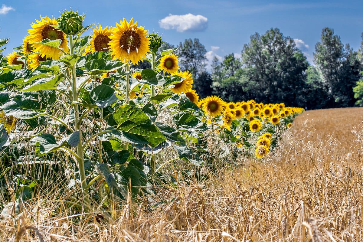 4 razones por las que los girasoles se enfrentan al sol