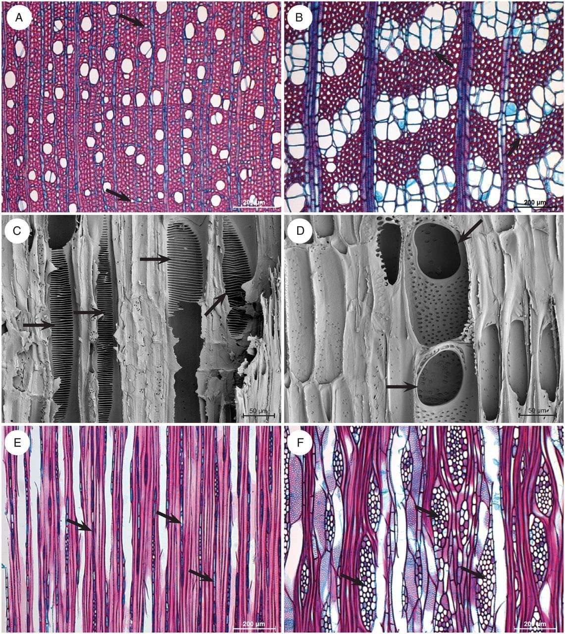 La transition des plaques de perforation de vaisseaux scalariformes à simples
