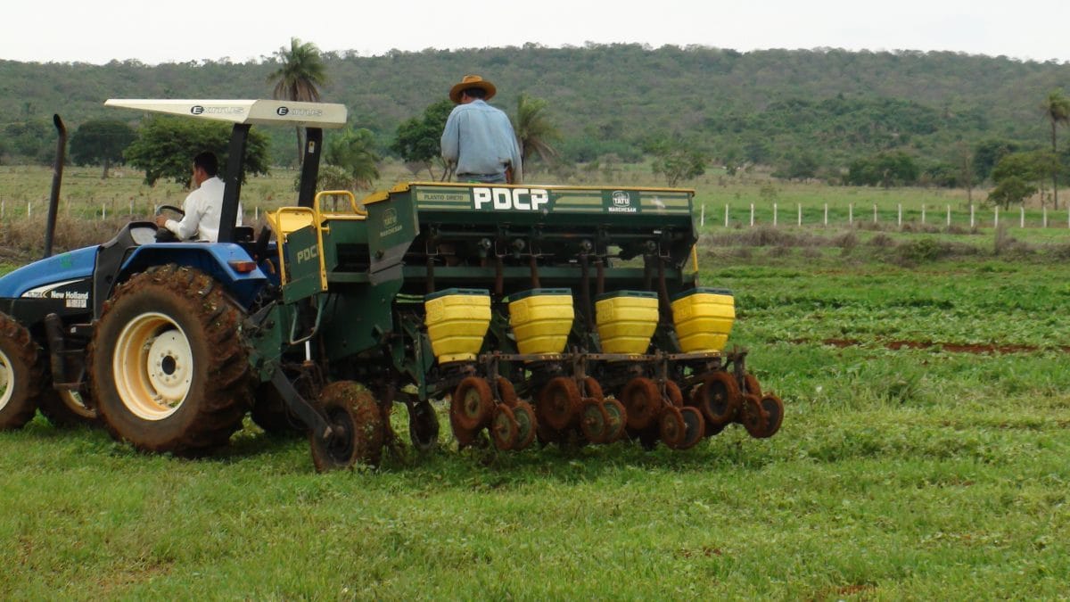 Siembra de maíz tolerante a herbicidas en maleza en Brasil. A diferencia de los campos de yuca adyacentes, no hay erosión del suelo debido a la labranza, el viento o la lluvia. Las malezas se rociarán con glifosato una vez que se establezcan las plántulas de maíz.