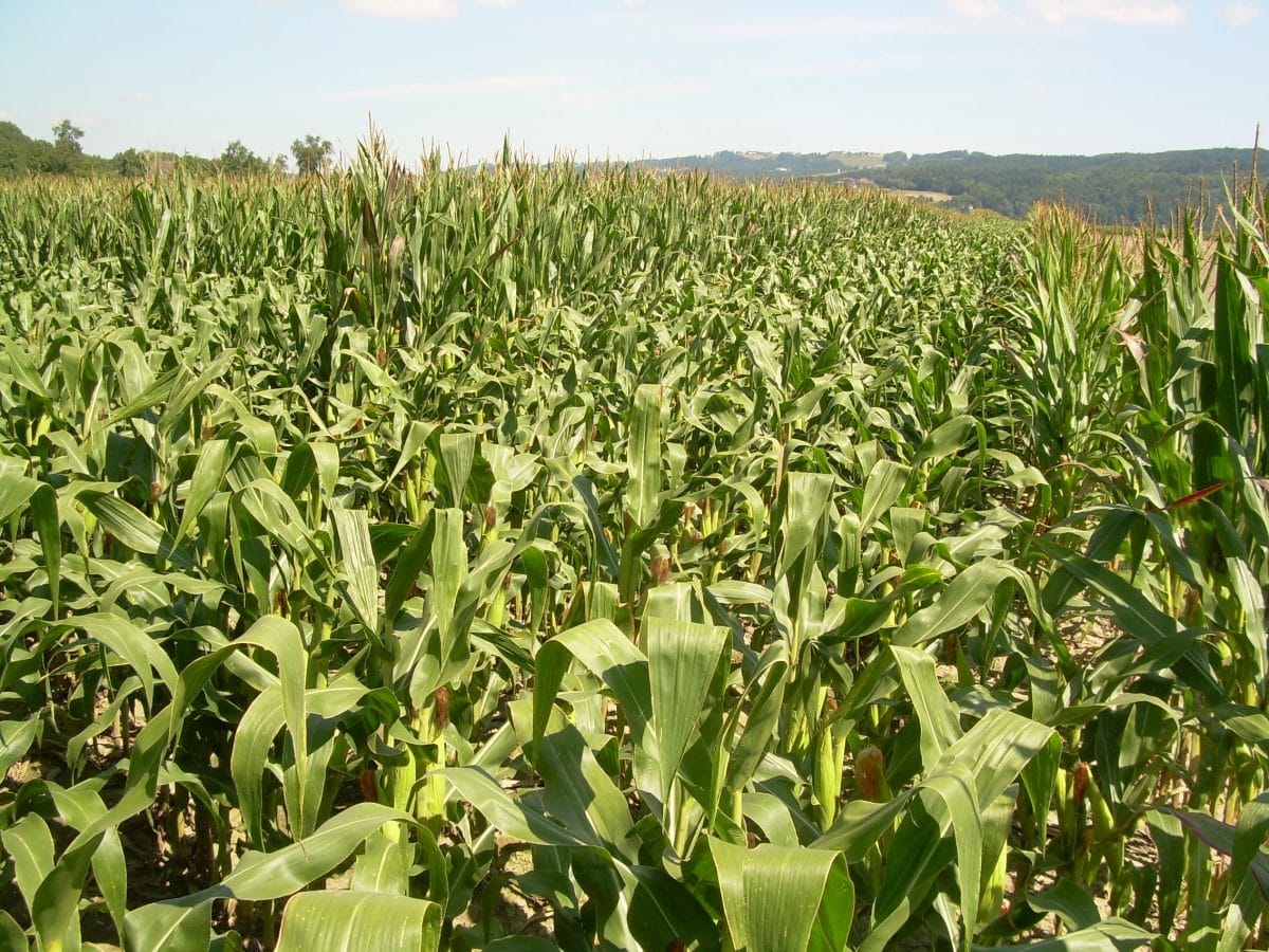 Otra vista de la producción de semillas F1 que muestra dos filas del polinizador masculino separadas por 6 filas del progenitor femenino.