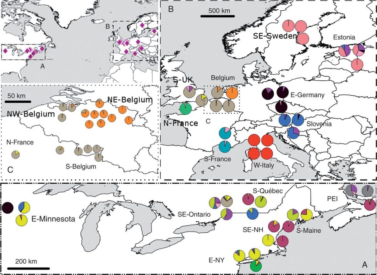 Voies d'invasion transatlantiques et potentiel adaptatif de l'envahissante Frangula alnus