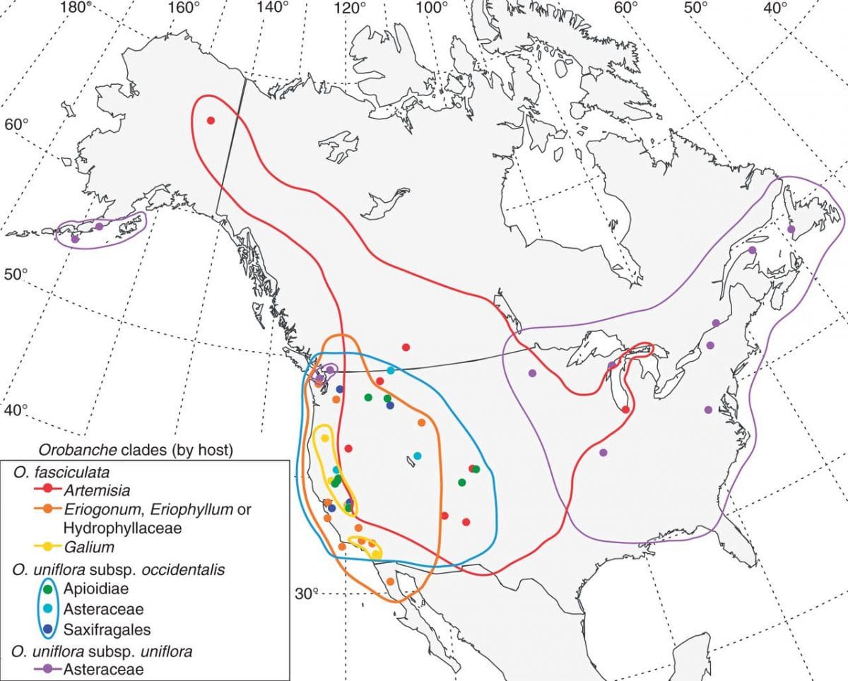 Host specificity is a driver of speciation in parasitic plants