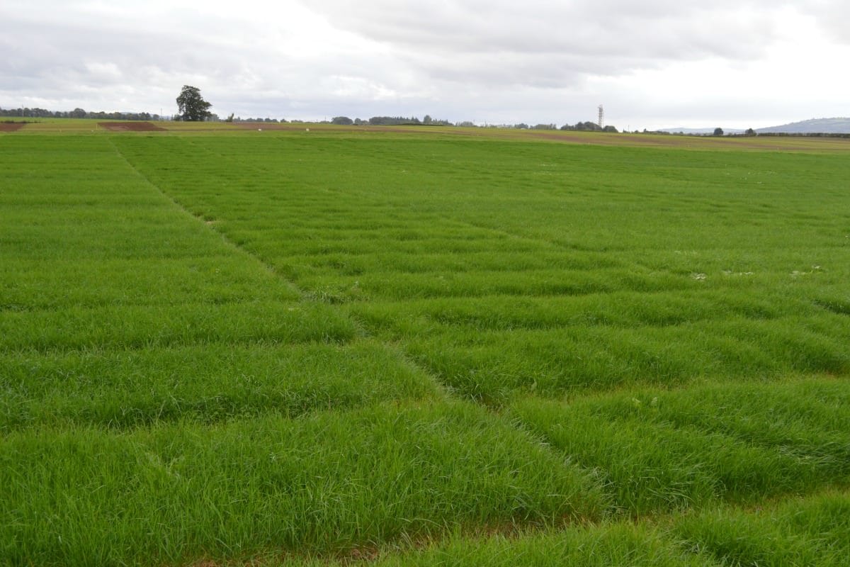 Plant Records : Ne jugez pas le ray-grass à son apparence