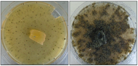 Le rôle défensif des champignons endophytes foliaires pour un arbre sud-américain