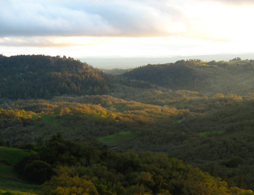 Efectos de la complejidad topoclimática en la composición de las comunidades de plantas leñosas
